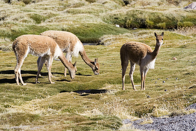 Animaux - Espèces menacées -La panthère nébuleuse +Le Kagou huppé+ autres 380974640pxVicuaVigogneLagoChungar4570mChileLucaGaluzzi2006