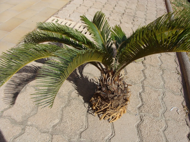 cycas 383866DSC04448