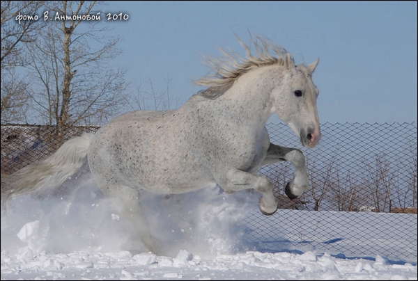 Tom Boy. Hanovrien ( j ) 384501b118d110