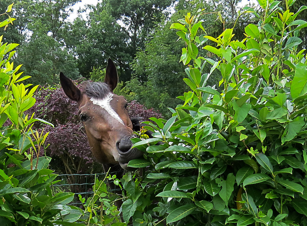 [Fil - Ouvert ] Chevaux - Page 5 386249IMG0857140817143849