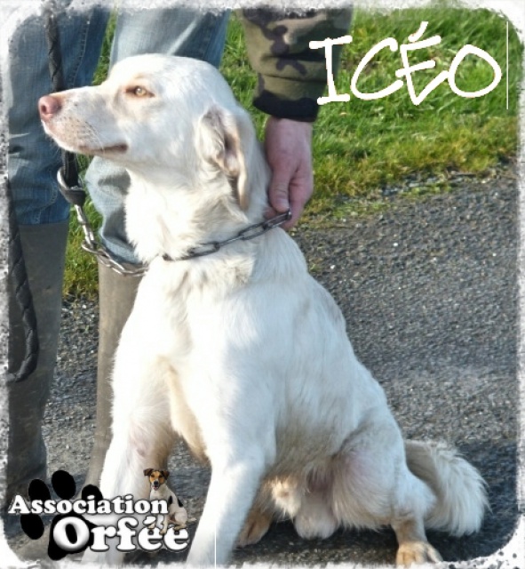 Adoption de Iceo (Orfée) 386343iCEO