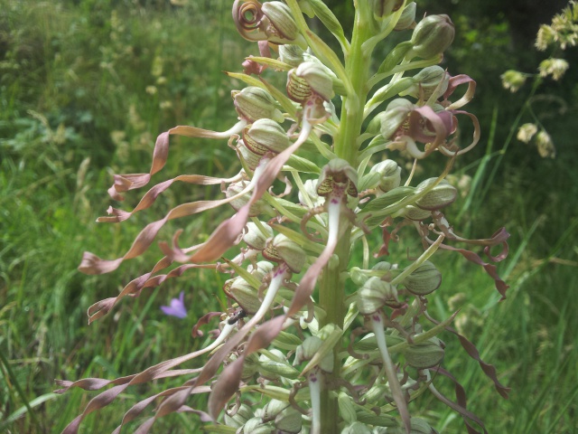 orchidée bouc - Himantoglossum hircinum 38874820170531165602