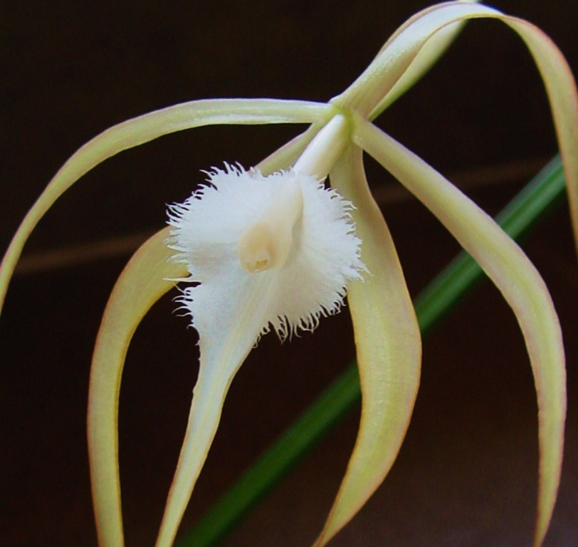 Brassavola cucullata 389842DSC060131024x768