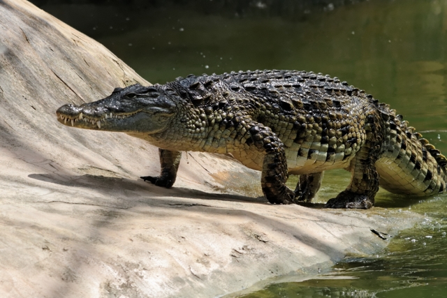 La ferme aux crocodiles 390646IMG8638DxO640x480