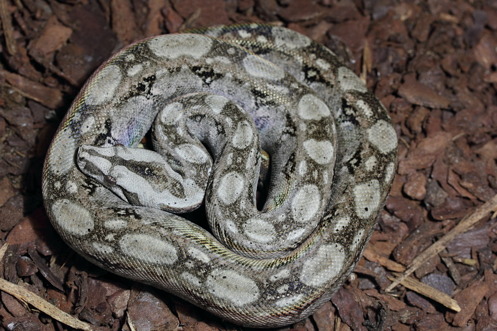 bci sonora "tarahumara mountain boas" - Page 5 390712IMG7848