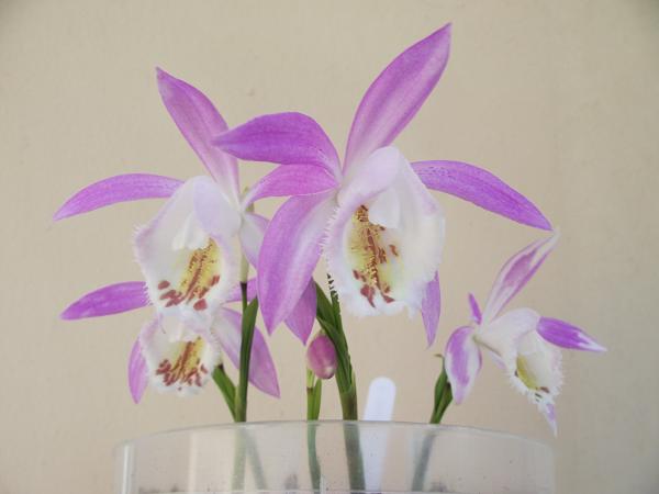 Pleione 2012 390842pleionecaptainhookperso