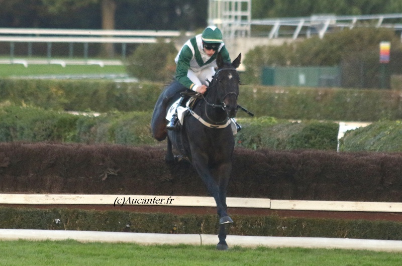 Photos Auteuil 6-11-2016 3909675J6A0453