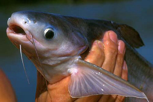 Comment connaitre la vérité sur l'étalage du poissonnier 391607image006