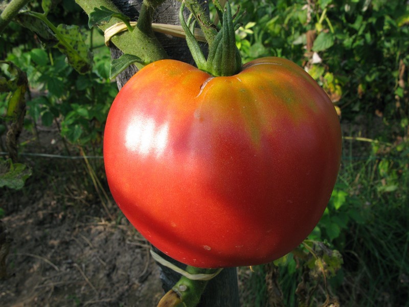 tomate - Fiche de culture Tomate Coeur de Boeuf 392358Coeurboeuf