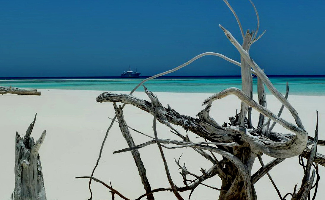 [Campagne] Iles éparses du canal du Mozambique - Page 13 393528P1060585