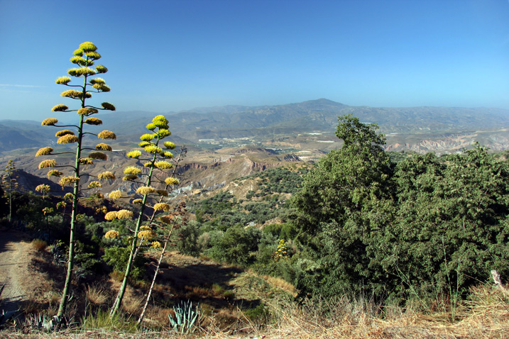 L’Andalousie des champs ( quoi que ! ) 3937421302montagneetcactus