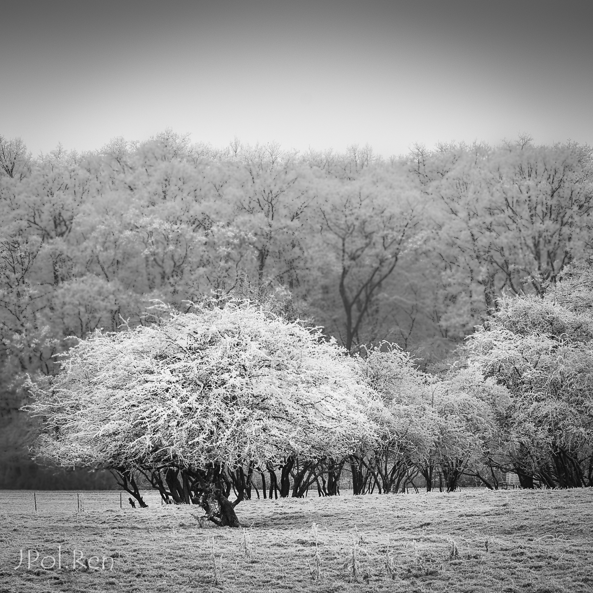 Quelques arbres. 393953FL31giv2272