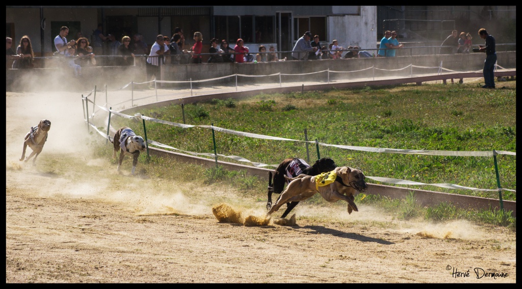 Une passion sur le déclin.. 395746DSC08642