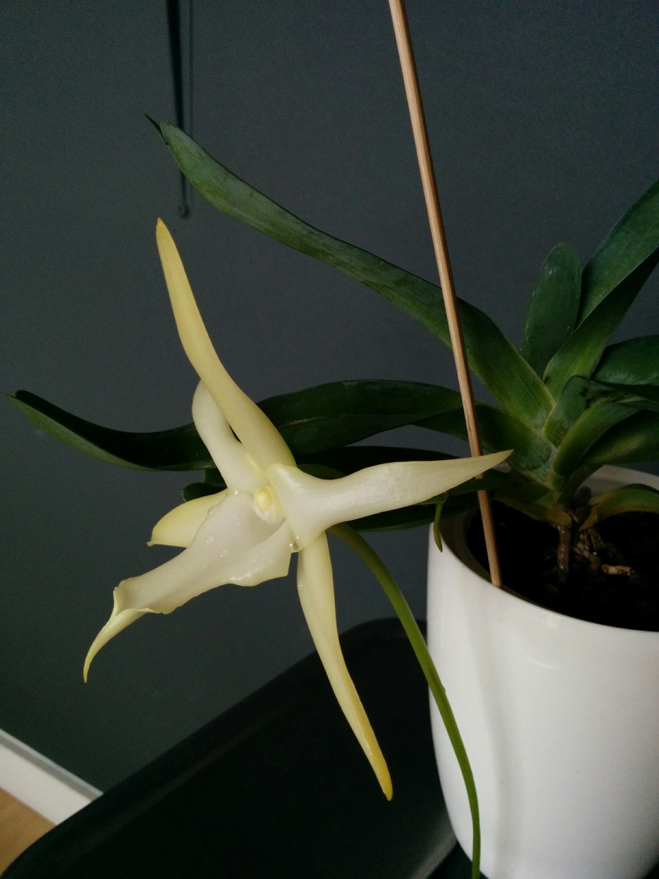 Angraecum sesquipedale 397113IMG20160325105045