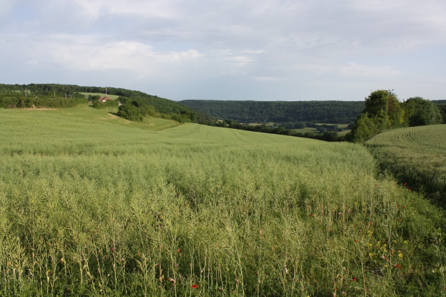 Tour de plaine (en pente) chez pinoc. 398021IMG7865