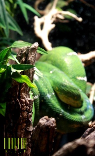 Ménagerie Du Jardin Des Plantes - Paris  398374IMG9743