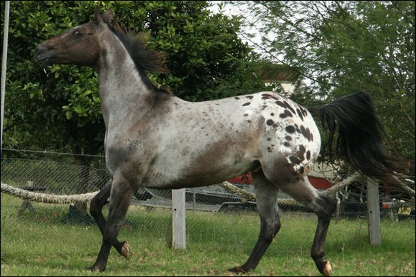 ♞ demandes de saillies. 398608Appaloosa3