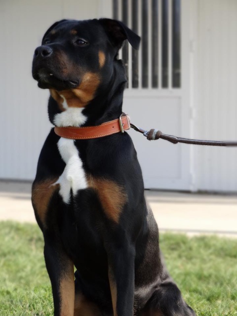 PASTEQUE - x rott 8 ans (7 ans de refuge)  SHPA à Le Havre (76) 3988844291213674912699508961000007007826571198333612939577n