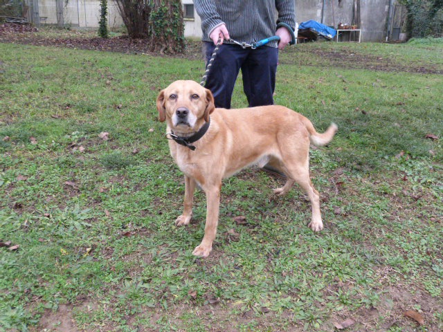 RUDY - x labrador 10 ans - Spa de Poitiers (86) 399381267rRudy4