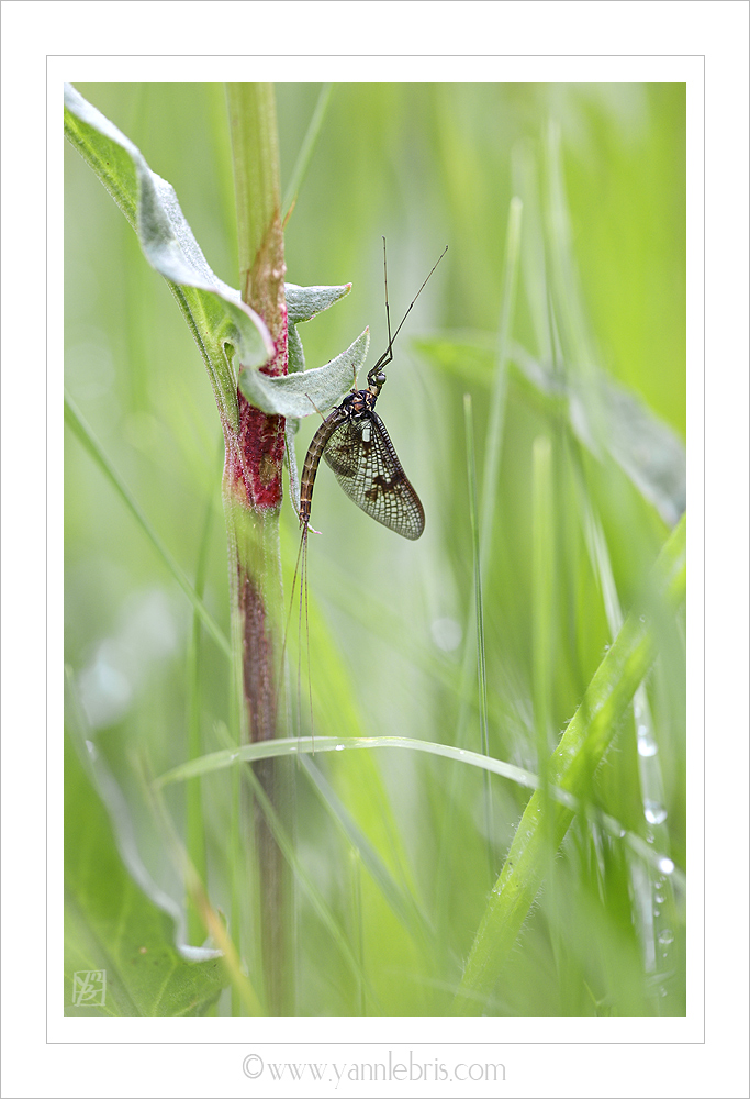 éphémère identifiable ? 400098ephemere1