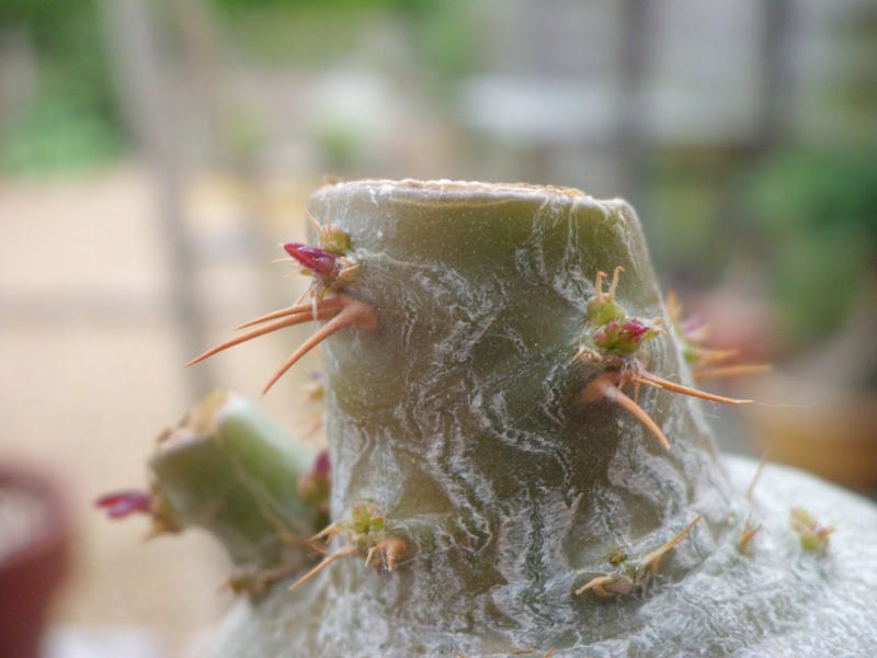 Pachypodium succulentum  - Page 4 402852CIMG4197