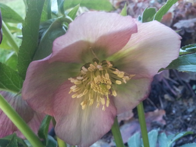 Helleborus niger ou Rose de noel ou Hellebore - Page 25 40326420160113172523