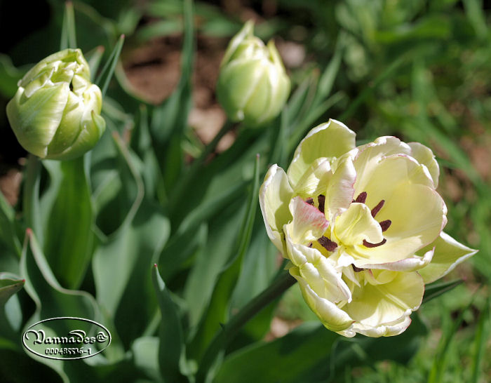 Les Fleurs de mon Jardin 404705tulipes3
