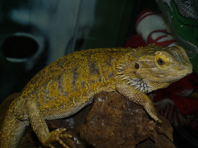 Mes Pogona Vitticeps 404751P1000014