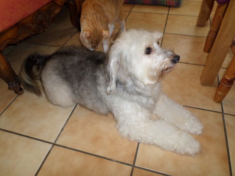 ELFIE NIZINNY F 3/5 ANS ASSO MUKITZA ADOPTEE PAR DAYSIE - Page 2 405440SAM0133