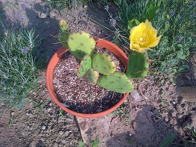 S'il fallait choisir une seul floraison parmis mes cactus 406147IMG2013071700016