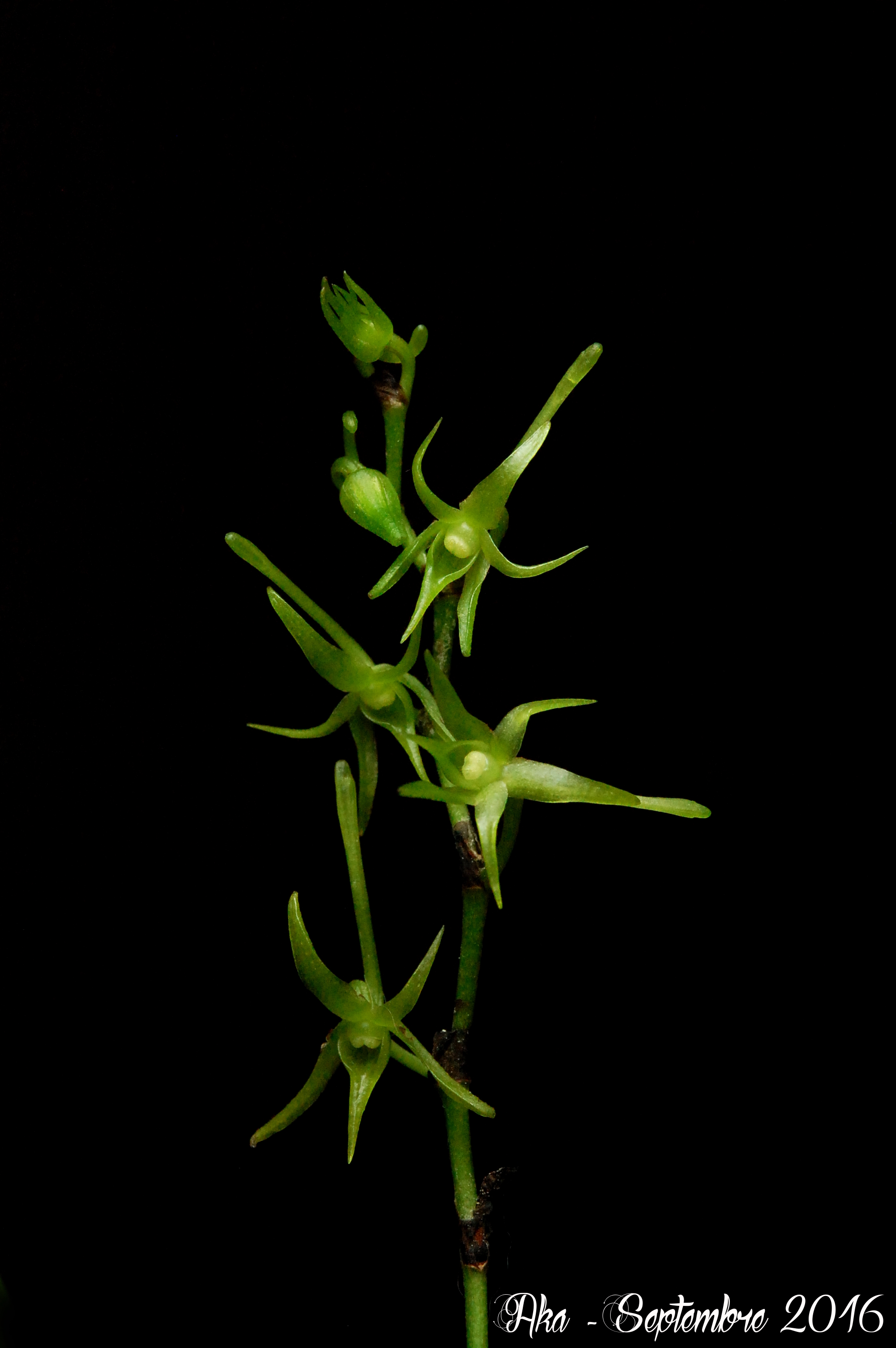 Angraecum calceolus 406216calceolus1