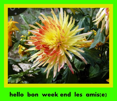 Bon Vendredi 406794fleurdechrysanthme001