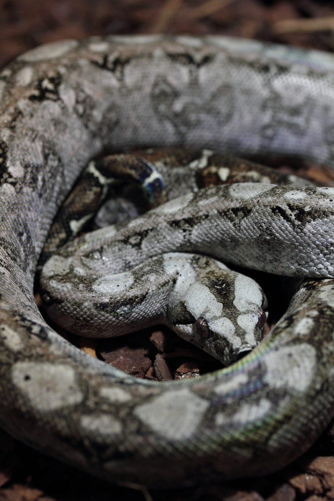 bci sonora "tarahumara mountain boas" - Page 5 407024IMG7857