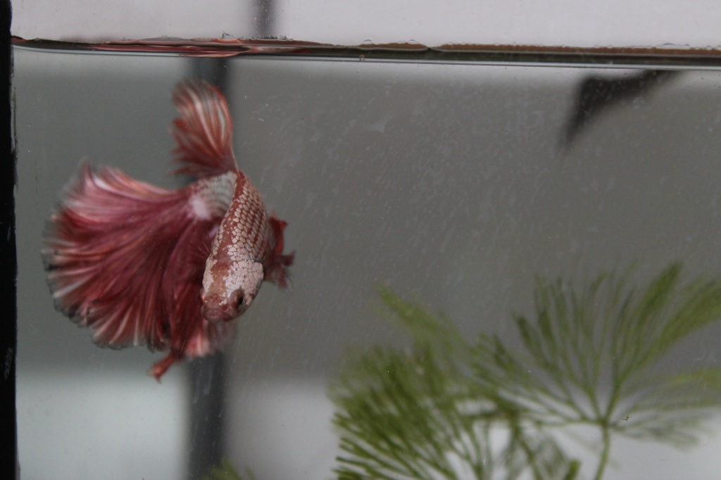 mon  betta  red dragon  est arrivé 407901dragonebay004