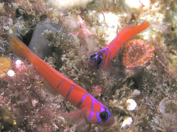 Les animaux du monde (un peu de tout avec textes et photos???) 408172BluebandedGobies