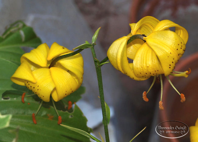 Les Fleurs de mon Jardin - Page 2 40855381A