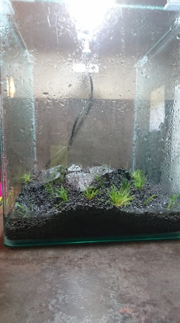 petit 20L aquascaping 4089241269626210153931788779127920799116n