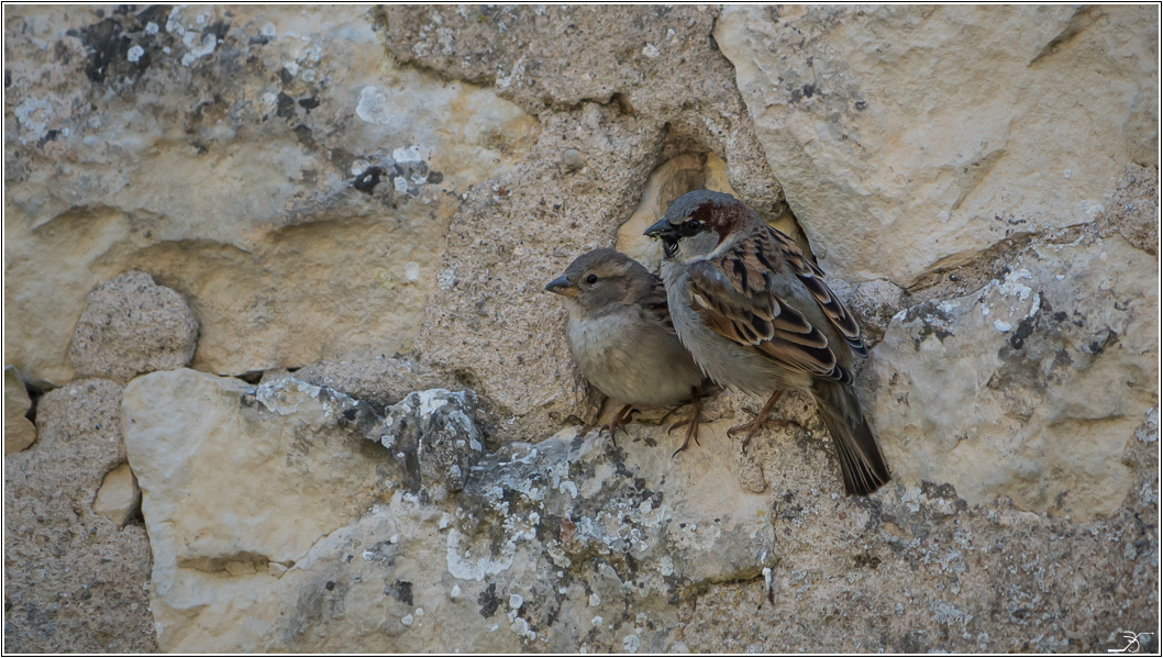 PBVF 75: Apremont sur Allier, la faune du parc floral 409311LR6P1460636