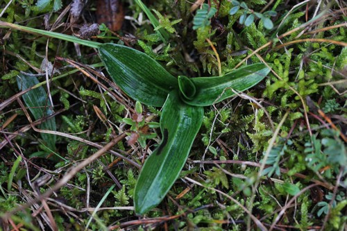 Alsace: rosettes de decembre 2012 409779wr