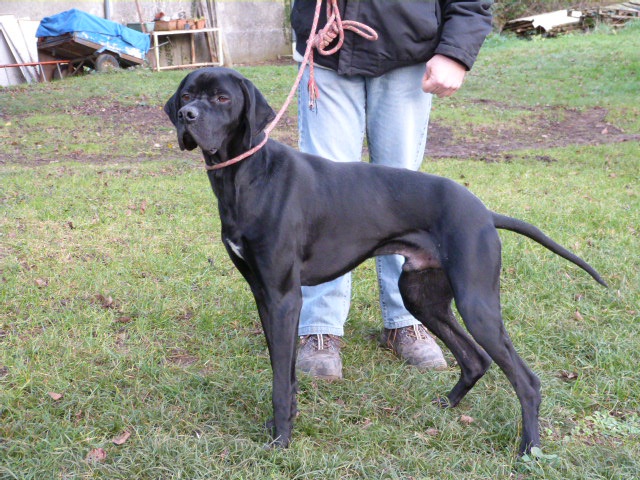 TRISTAN - x pointer 3 ans - Spa de Poitiers (86) 410851747fTristan20