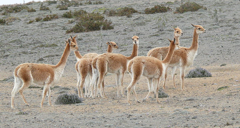 Animaux - Espèces menacées -La panthère nébuleuse +Le Kagou huppé+ autres 411509800pxVicugnavicugna