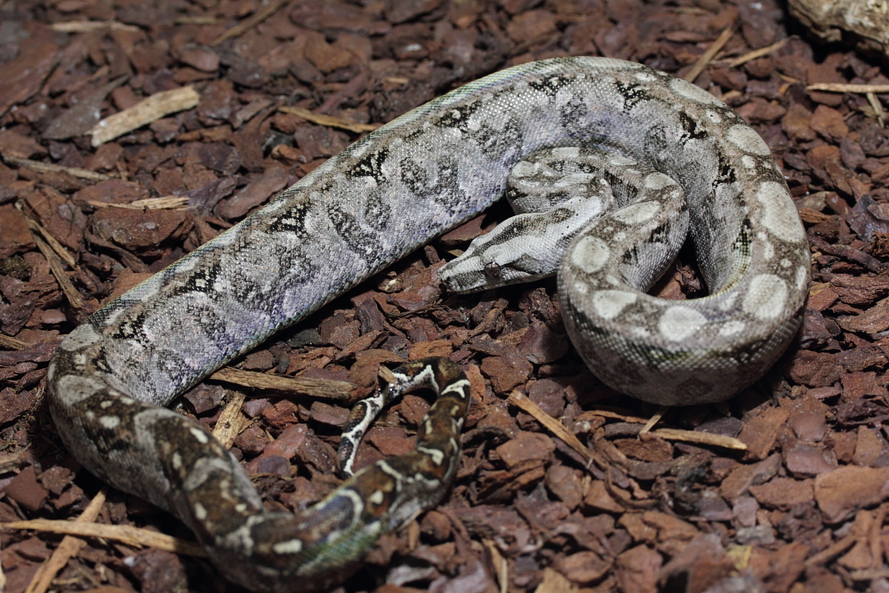 bci sonora "tarahumara mountain boas" - Page 5 413068IMG7877