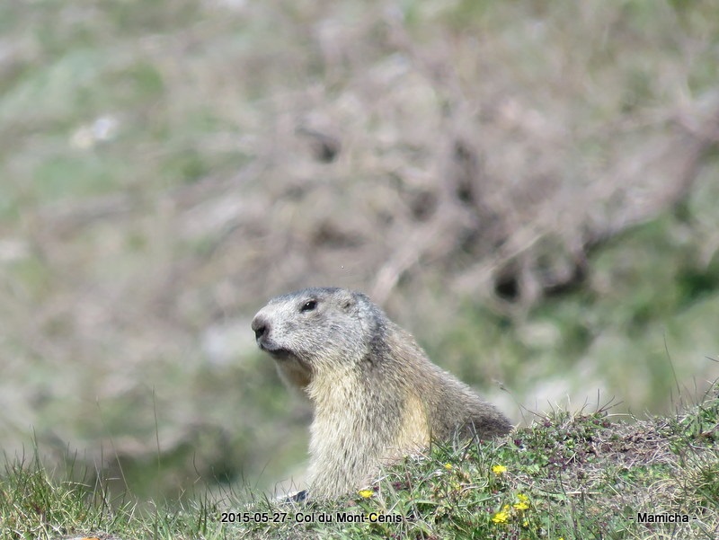 Animaux .... d'ailleurs ! 413371GazoretourAix1720001