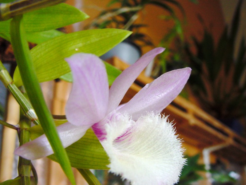 Dendrobium aphyllum ( cuculatum ) 413666DSC05728800x600