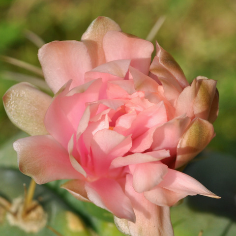 GYMNOCALYCIUM !!! - Page 5 413729horstiisspbuenekeri120620005