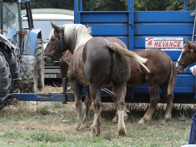 foire aux poulains  413925DSC00919