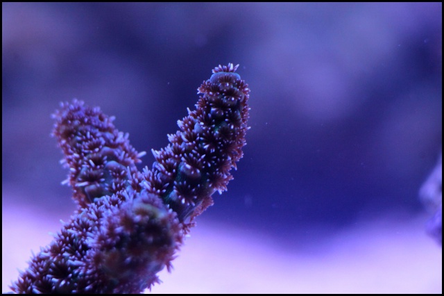 Micro Reef 120L 414146IMG0093