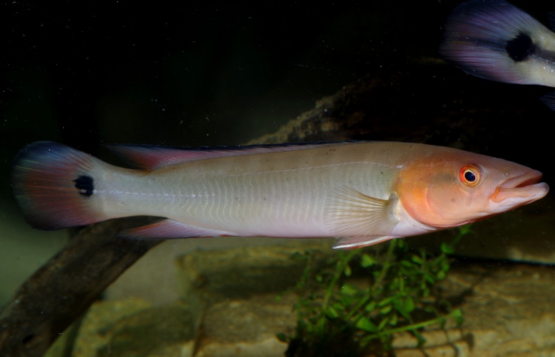 Crenicichla lugubris sp. Atabapo.  - Page 6 414171IMGP2055