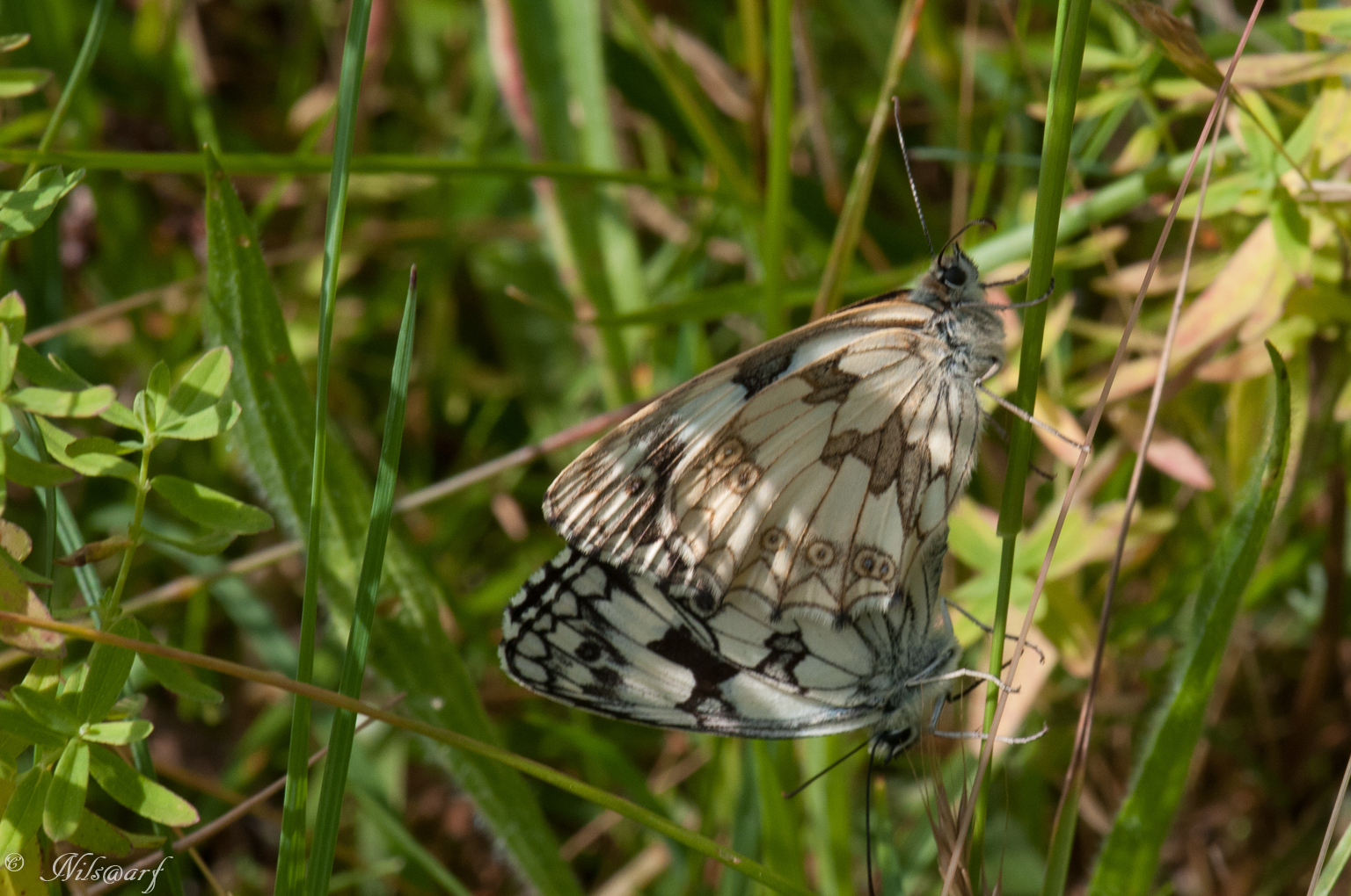 Les insectes des étangs de la Brenne 414371labrenne2016802