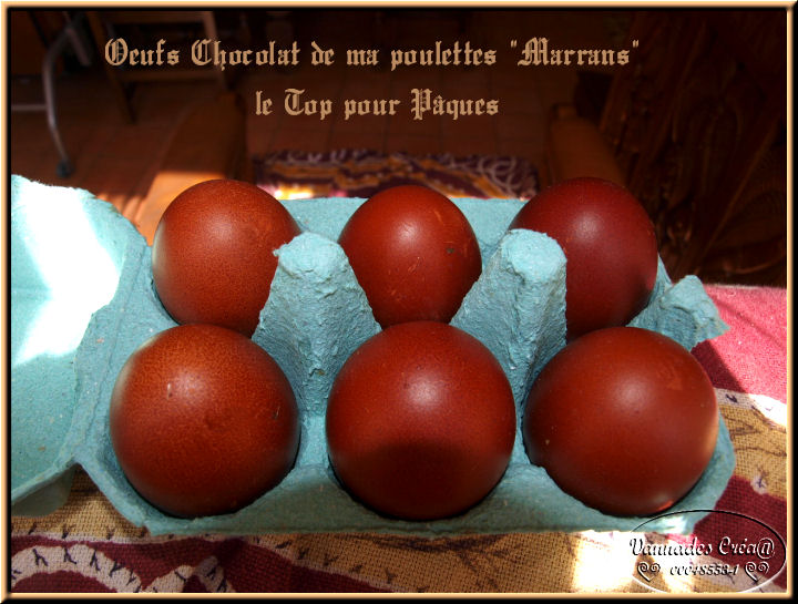 Mes Poulettes suite 1 414551OeufsChocolat